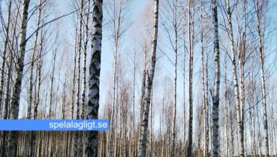 Att få hjälp vid spelberoende: Vägen mot återhämtning och stöd och vem kan hjälpa - spelalagligt.se